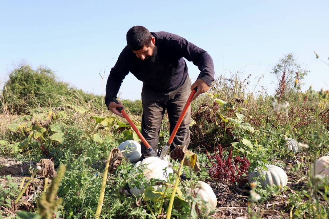 O ilimizde yetişiyor: Almanlar ve İtalyanlar kapış kapış alıyor! Çorba, lokum, marmelat, reçel yapılıyor 6